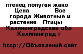 птенец попугая жако  › Цена ­ 60 000 - Все города Животные и растения » Птицы   . Калининградская обл.,Калининград г.